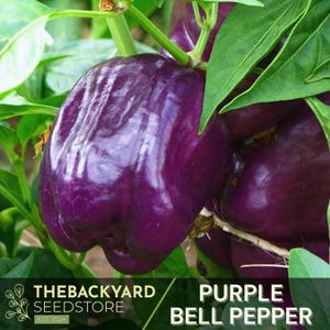 Purple Beauty Bell Pepper Seeds – Heirloom Non-GMO – Sweet Purple Bell Peppers for Home Garden