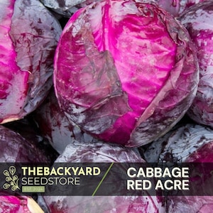 May include: Close-up of red cabbage heads. The cabbage is a deep, rich purple color with a slightly textured surface. The text "CABBAGE RED ACRE" is visible in the image.