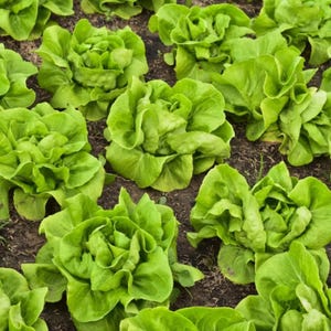 Buttercrunch Lettuce Seeds, 200+ Cold Hardy Lettuce Seeds, Heirloom Garden Seeds