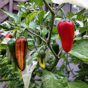 Fish Pepper Seeds, Hot Pepper Seeds, Rare Hot Chili Pepper Variety, Fresh Garden Non-GMO Pepper Seeds