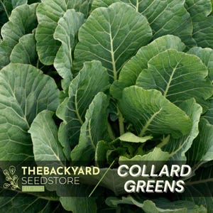 May include: Close-up of vibrant green collard greens. The leaves are large, textured, and overlapping, with prominent veins. The image includes the text "COLLARD GREENS" and the logo for "THEBACKYARD SEEDSTORE EST. 2024".