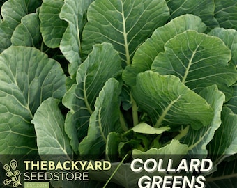 May include: Close-up of vibrant green collard greens. The leaves are large, textured, and overlapping, with prominent veins. The image includes the text "COLLARD GREENS" and the logo for "THEBACKYARD SEEDSTORE EST. 2024".