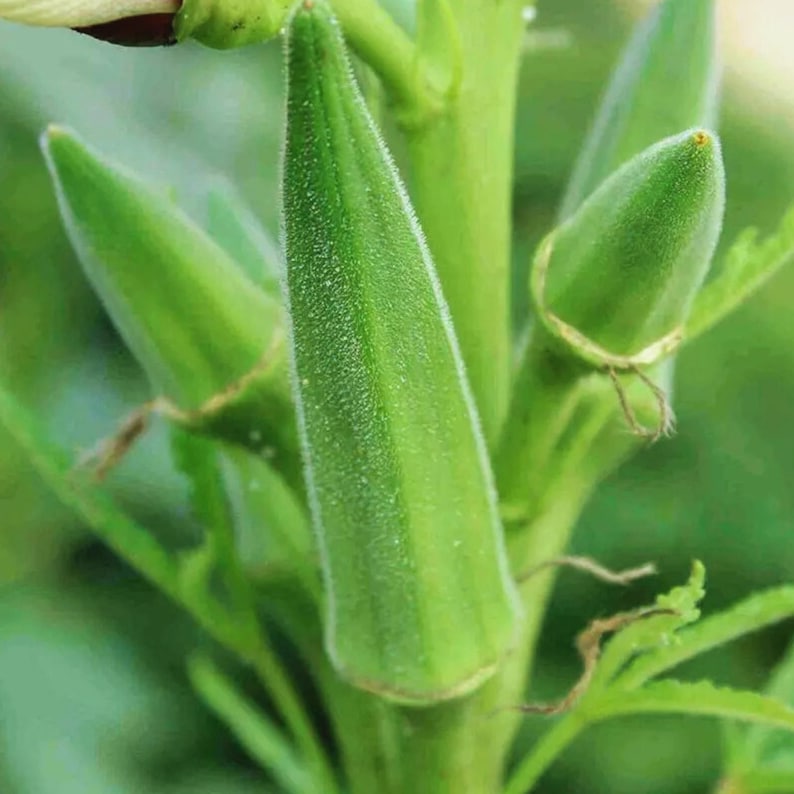 THEBACKYARDSEEDSTORE Clemson Spineless Okra Seeds - Thumbnail 2