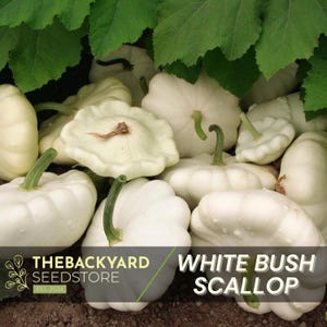 White Scallop Squash Seeds: Heirloom Patty Pan, Non-GMO