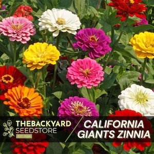 Zinnia Seed Mix, California Giants Flower Seeds | Bright, Giant Blooms | Heirloom & Non-GMO