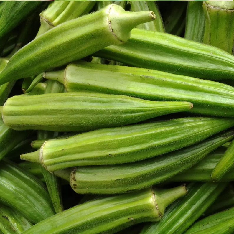 THEBACKYARDSEEDSTORE Clemson Spineless Okra Seeds