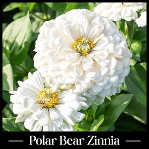 May include: Close-up of two large, fully bloomed white Polar Bear Zinnias with yellow centers, set against a backdrop of green leaves. The flowers have multiple layers of soft, rounded petals. The text "Polar Bear Zinnia" is at the bottom.