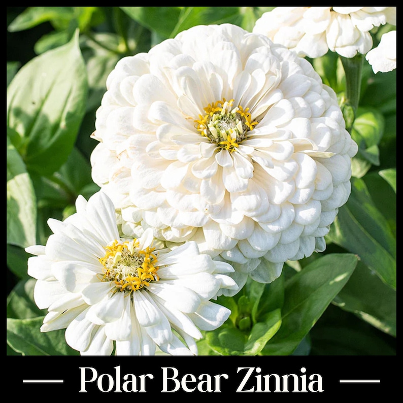 May include: Close-up of two large, fully bloomed white Polar Bear Zinnias with yellow centers, set against a backdrop of green leaves. The flowers have multiple layers of soft, rounded petals. The text "Polar Bear Zinnia" is at the bottom.