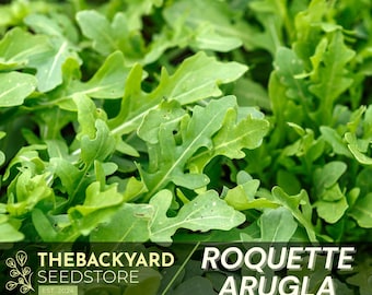 Slow Bolt Arugula | Organic - Etsy