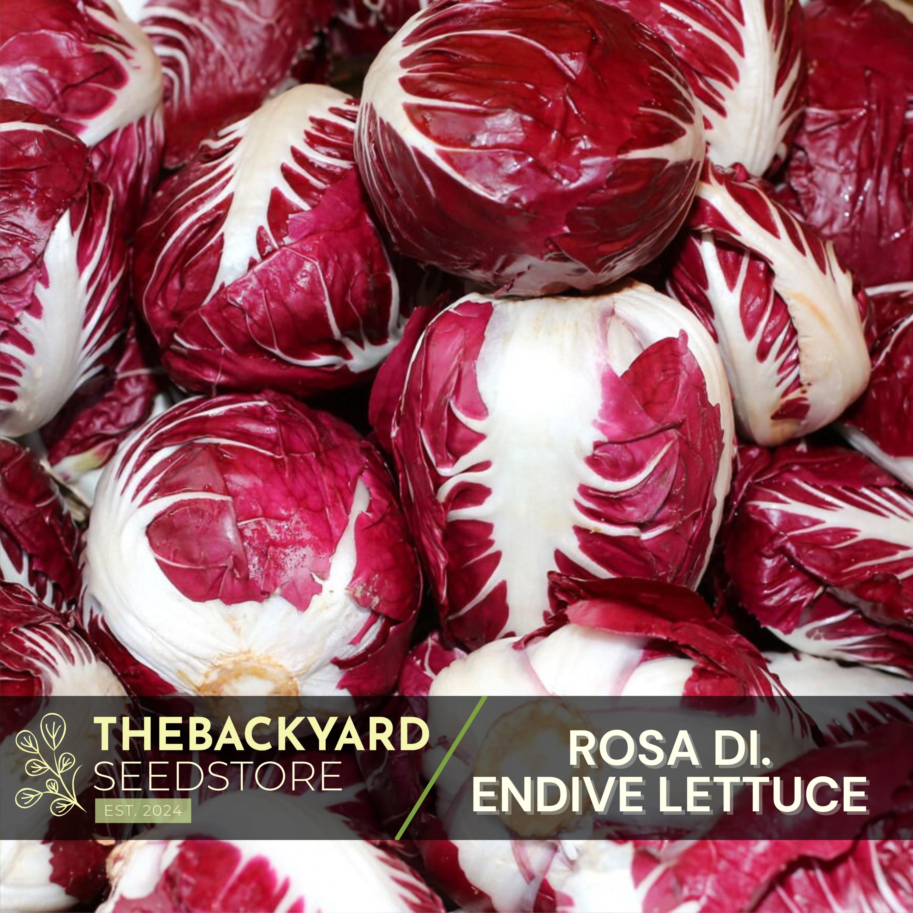 Rosa Di Verona Endive Lettuce Seeds: Heat Tolerant, Slow Bolting