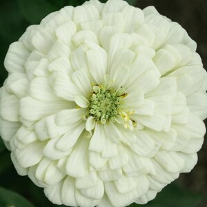 May include: A close-up of a fully bloomed white zinnia flower. The flower has multiple layers of soft, rounded petals, creating a dense, textured appearance. The center of the flower is a light green with small yellow accents.