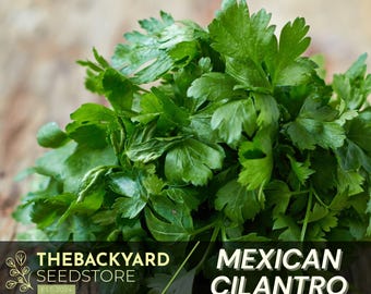Cilantro Seeds: Slow Bolt, Non-GMO, Mexican Coriander (100+ Seeds)