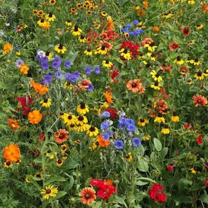 May include: A vibrant wildflower meadow with a variety of colorful blooms, including yellow, orange, red, blue, and purple flowers. The flowers are growing in a lush green field.
