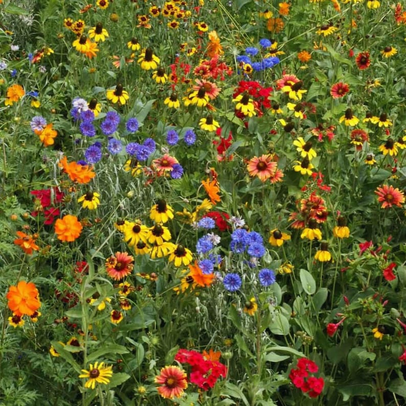 May include: A vibrant wildflower meadow with a variety of colorful blooms, including yellow, orange, red, blue, and purple flowers. The flowers are growing in a lush green field.