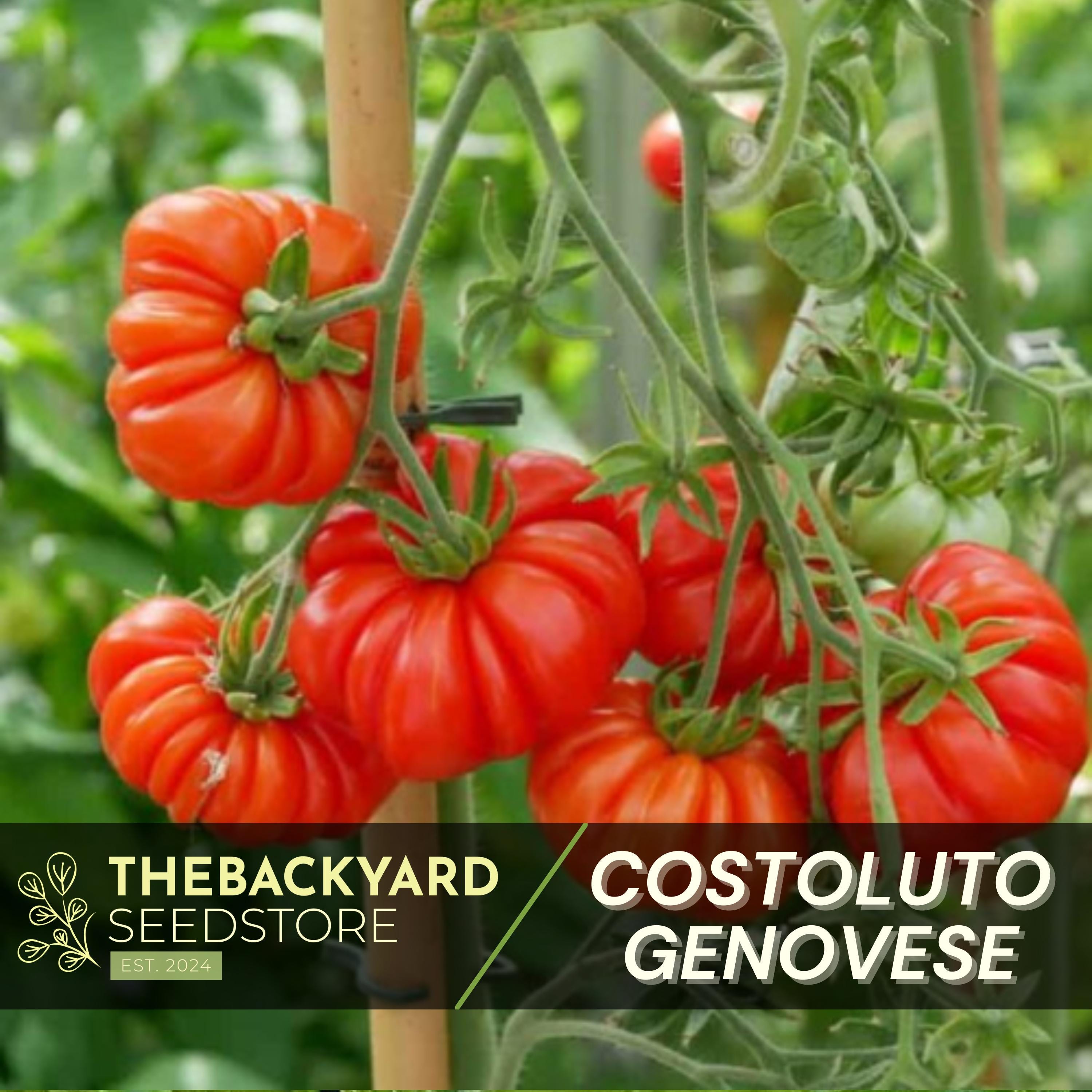 Costoluto Genovese Tomato Seeds: Heirloom Garden Variety - Etsy