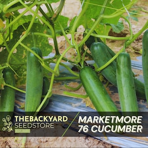 Marketmore 76 Cucumber Seeds - Heirloom Non-GMO Variety (25+ Seeds)