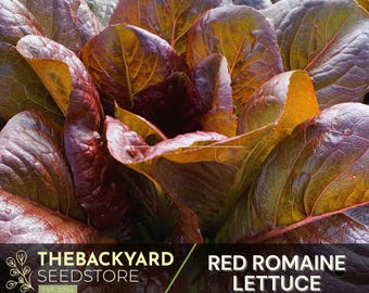 Heirloom Red Romaine Lettuce Seeds - 200+ Garden Seeds