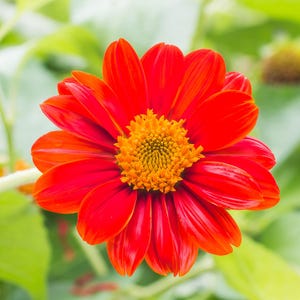 Mexican Sunflower Seeds, Orange-Red Sunflowers, Rare Exotic Sunflower Variety - Non-GMO, Open-Pollinated Sunflowers