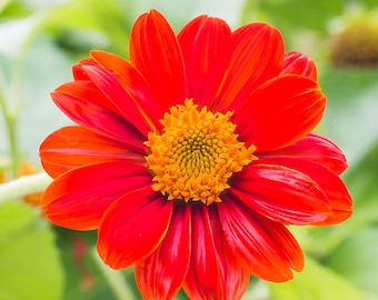 Mexican Sunflower Seeds: Orange-Red Blooms, Pollinator Garden