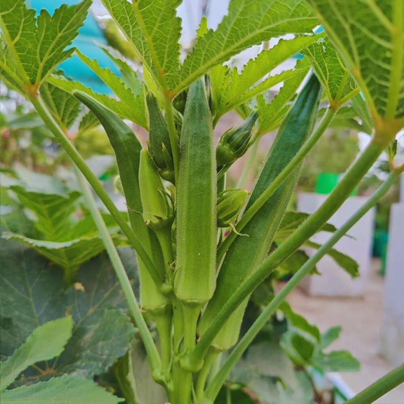 THEBACKYARDSEEDSTORE Clemson Spineless Okra Seeds - Thumbnail 3