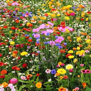 May include: A field of wildflowers in bloom, featuring a variety of colors, including pink, purple, yellow, red, and white. The flowers are growing in a lush green meadow.