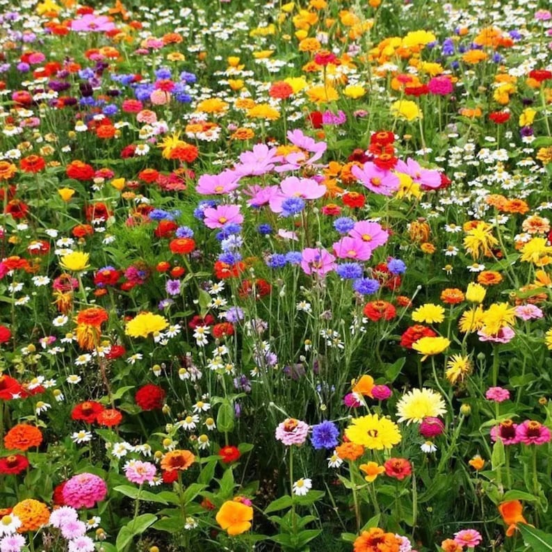 May include: A field of wildflowers in bloom, featuring a variety of colors, including pink, purple, yellow, red, and white. The flowers are growing in a lush green meadow.
