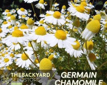 German Chamomile Seeds: Fragrant Tea Herb, Medicinal White Flowers