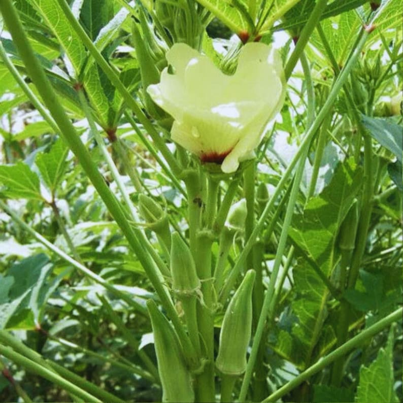 THEBACKYARDSEEDSTORE Clemson Spineless Okra Seeds - Thumbnail 5