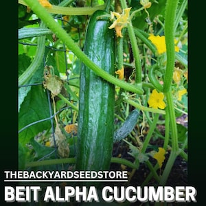 Beit Alpha Cucumber Seeds - 25+ Seeds, Cucumber Garden Seeds