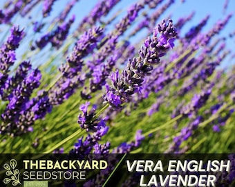 Vera English Lavender Seeds - 200+ Non-GMO Seeds