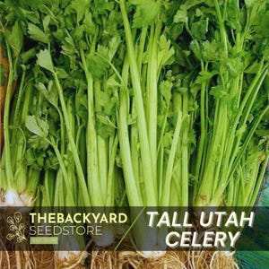Tall Utah Celery Seeds, 300+ Seeds, Heirloom Non-GMO Garden Seeds