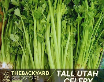 Heirloom Tall Utah Celery Seeds: 300+ Non-GMO Garden Seeds