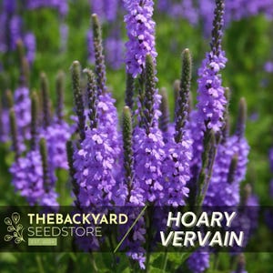 May include: Close-up of Hoary Vervain flowers, a perennial plant with vibrant purple blooms. The image features a cluster of tall, slender flower spikes with small, densely packed florets. The Backyard Seedstore logo is in the lower left.