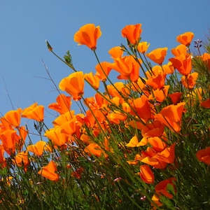 Orange California Poppy Seeds, Vibrant Wildflower for Pollinator Gardens | Drought-Tolerant Landscapes