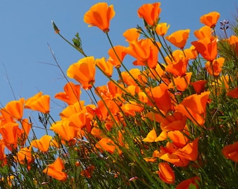 Orange California Poppy Seeds, Vibrant Wildflower for Pollinator Gardens | Drought-Tolerant Landscapes