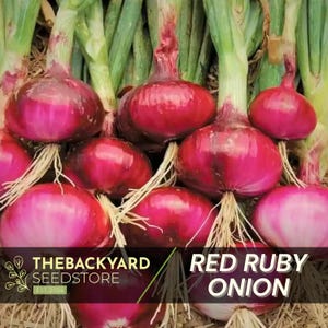 Red Ruby Onion Seeds - 100+ Onion Seeds - Heirloom Garden Seeds