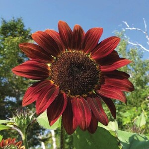 Chocolate Cherry Sunflower Seeds Flower Seed For Sale