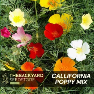 California Poppy Seed Mix – Wildflower Seeds, Orange Poppies, Easy Grow Annual Flowers for Sunny Gardens & Pollinator-Friendly Landscapes
