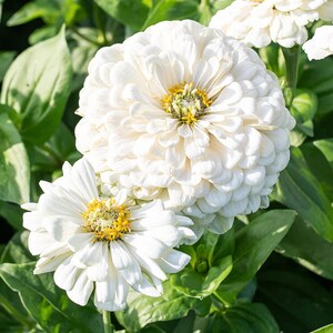 May include: Close-up of white zinnia flowers with yellow centers, surrounded by green leaves. The petals are layered and full, creating a lush, textured appearance. The flowers are in full bloom, showcasing their natural beauty.