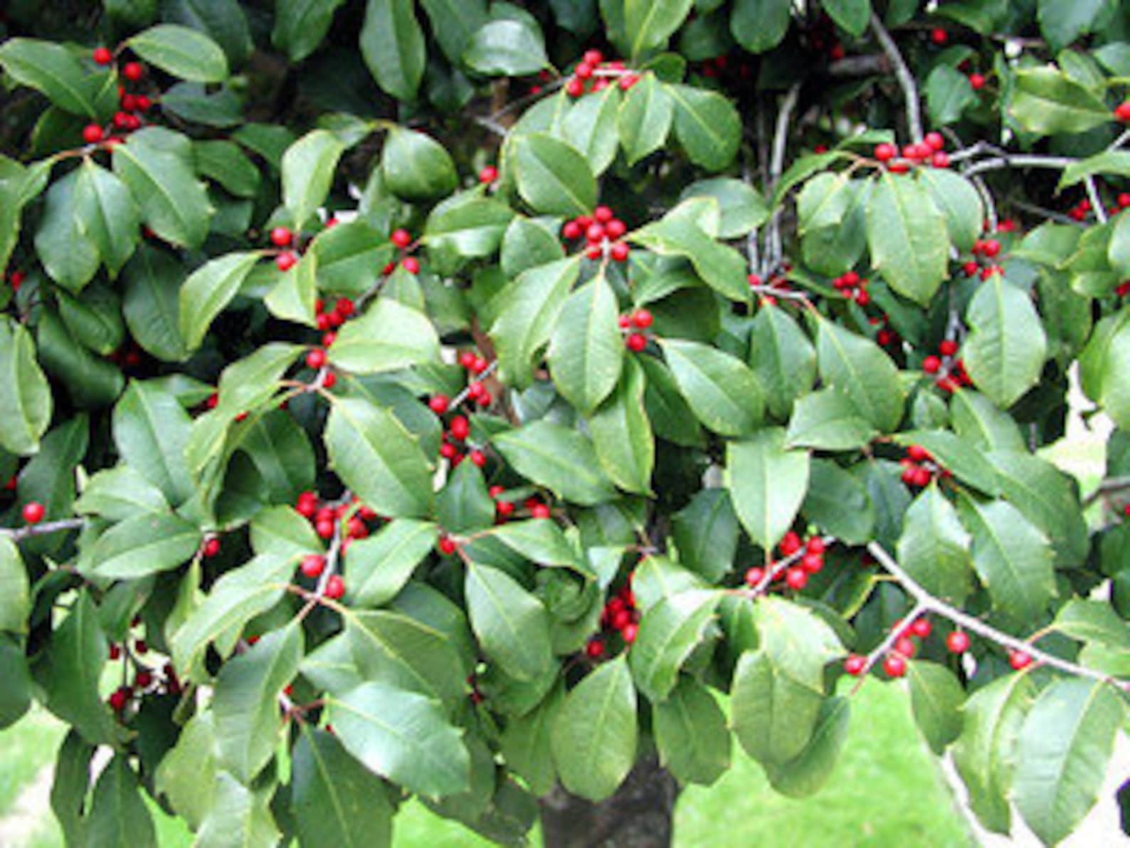 American Holly Tree Cuttings for Rooting QTY 18 68in Etsy
