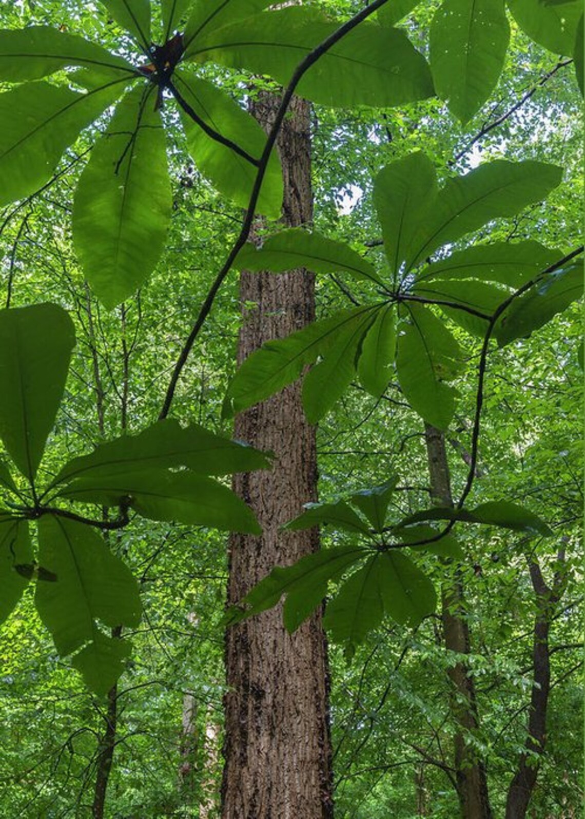 Flowering Umbrella Tree Cuttings for Rooting QTY 18 46IN Etsy