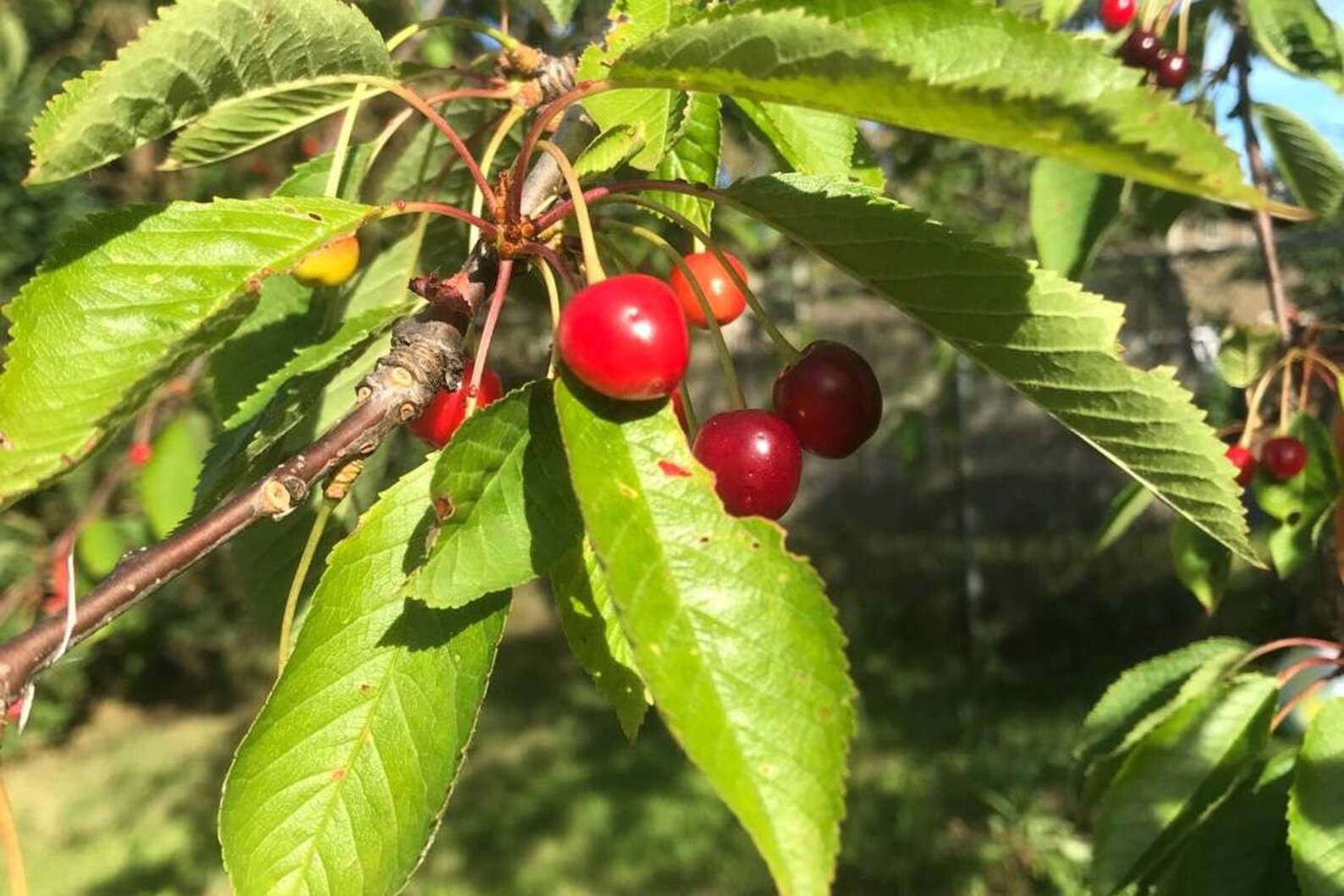 Sweet Cherry Tree Cuttings for Rooting QTY 16 68 Etsy