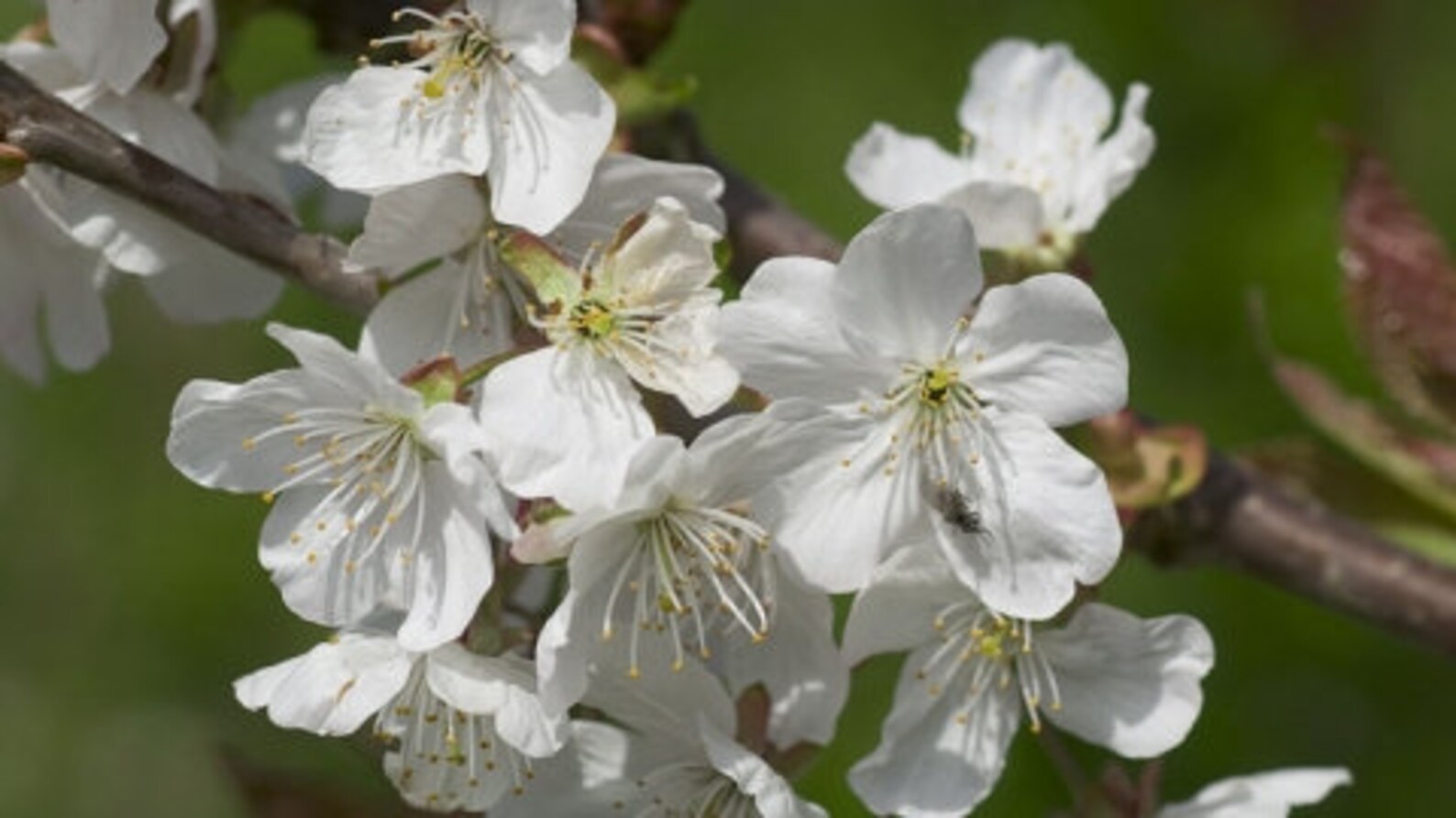 Sweet Cherry Tree Cuttings for Rooting QTY 16 68 Etsy