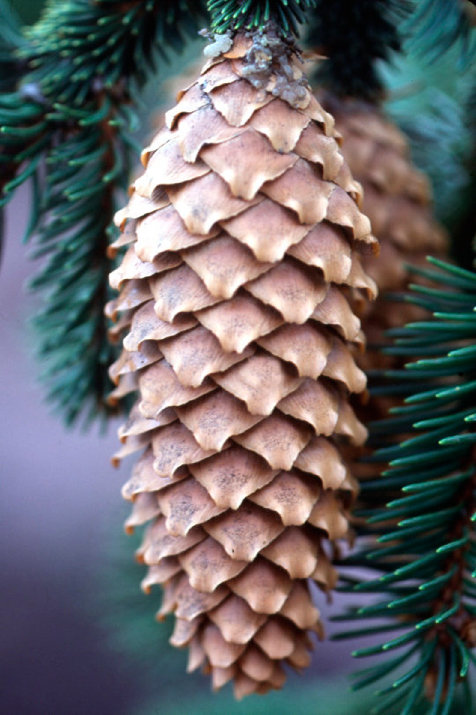 norway spruce seedlings norway spruce seedlings