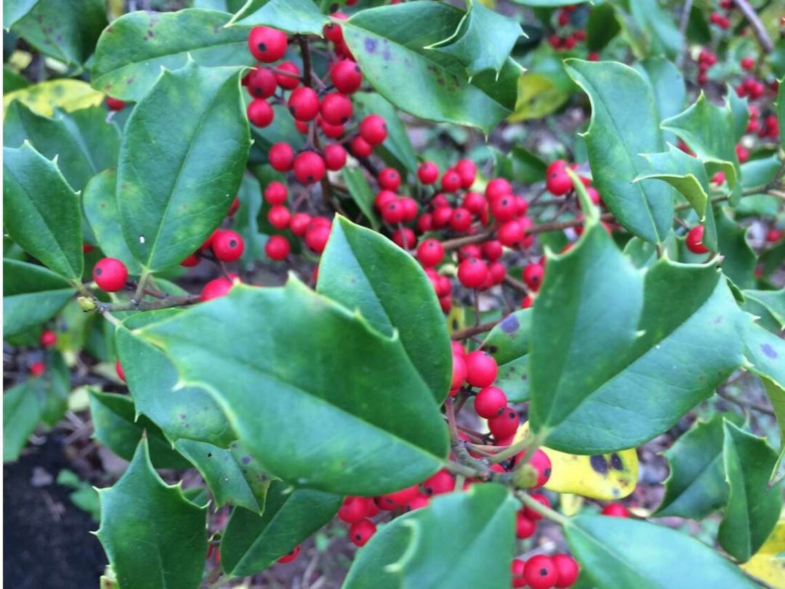 American Holly Tree Cuttings for Rooting QTY 18 68in Etsy