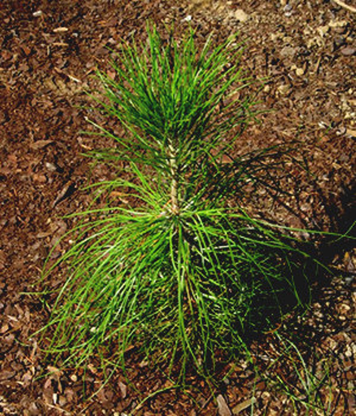 Virginia Pine Seedlings QTY 6 1218IN Etsy