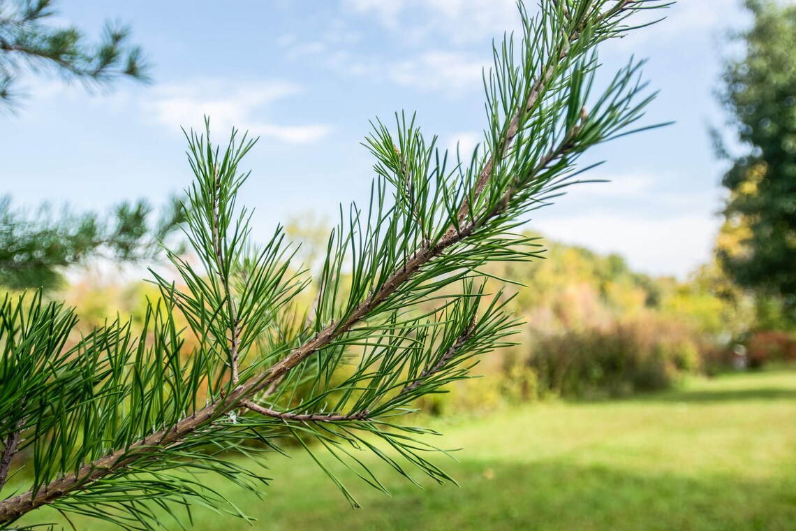 Virginia Pine Seedlings QTY 6 1218IN Etsy