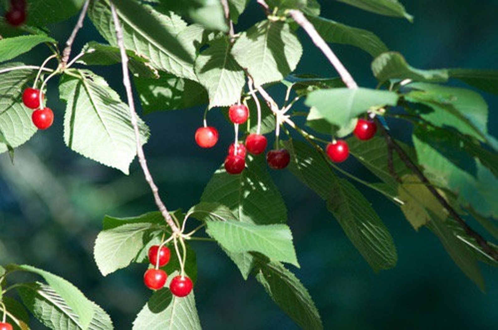 Sweet Cherry Tree Cuttings for Rooting QTY 16 68 Etsy