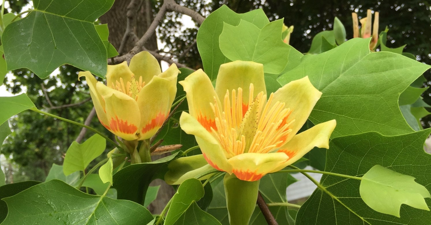 Flowering Tulip Poplar Tree Unrooted Cuttings for Propagation Etsy