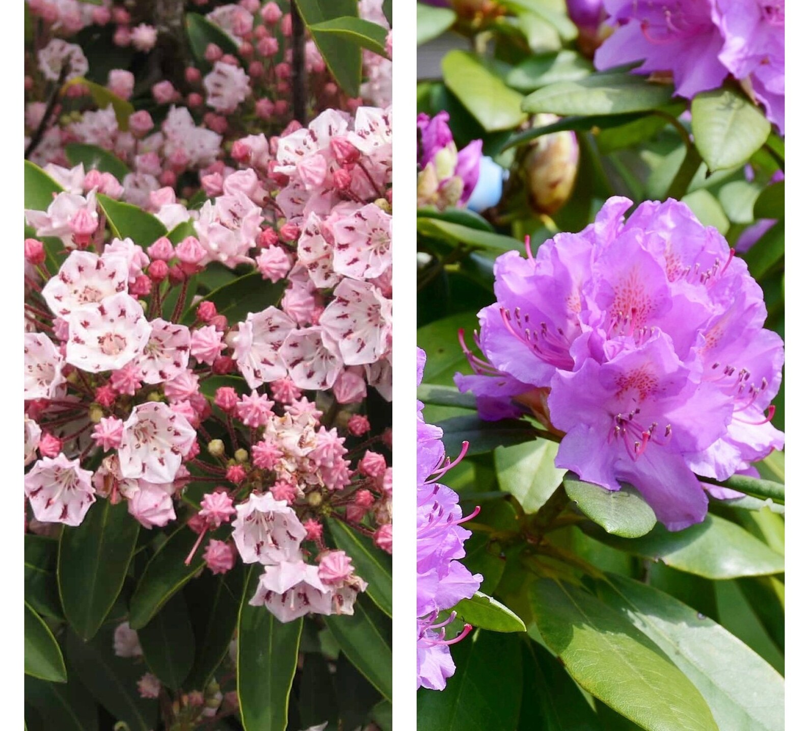Mountain Laurel & Rhododendron Bundle Unrooted Cuttings for Etsy